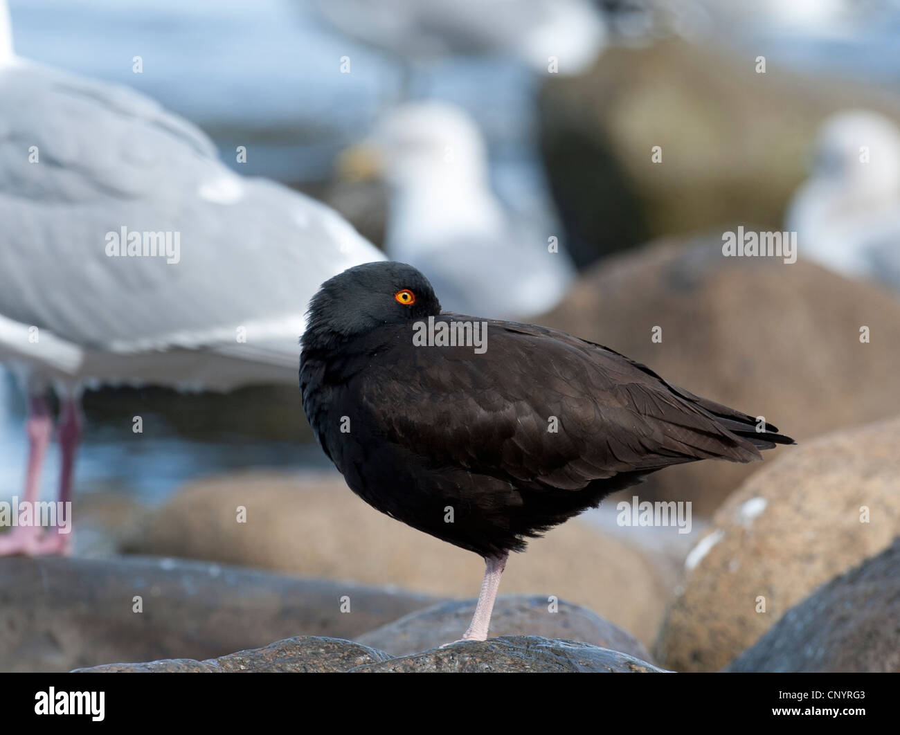 Schwarze Austernfischer schlafen bei Ebbe an der Küste von Vancouver Island, British Columbia, Kanada.  SCO 8179 Stockfoto