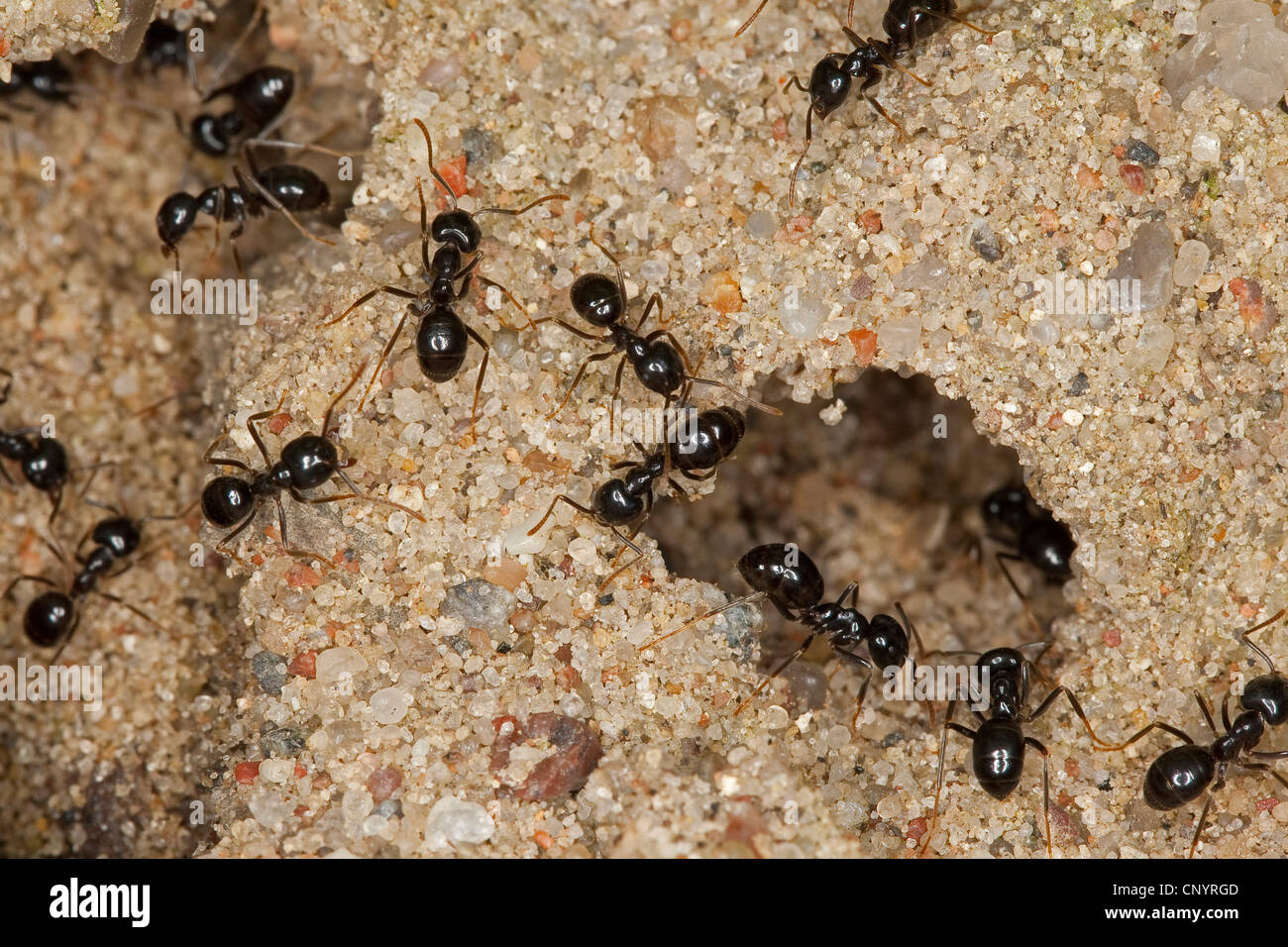 Jet-Ant, Shining Jet Schwarze Ameise (Lasius Fuliginosus, Dendrolasius Fuliginosus), viele Insekten am Eingang zu ihrem Nest in den Sand, Deutschland Stockfoto