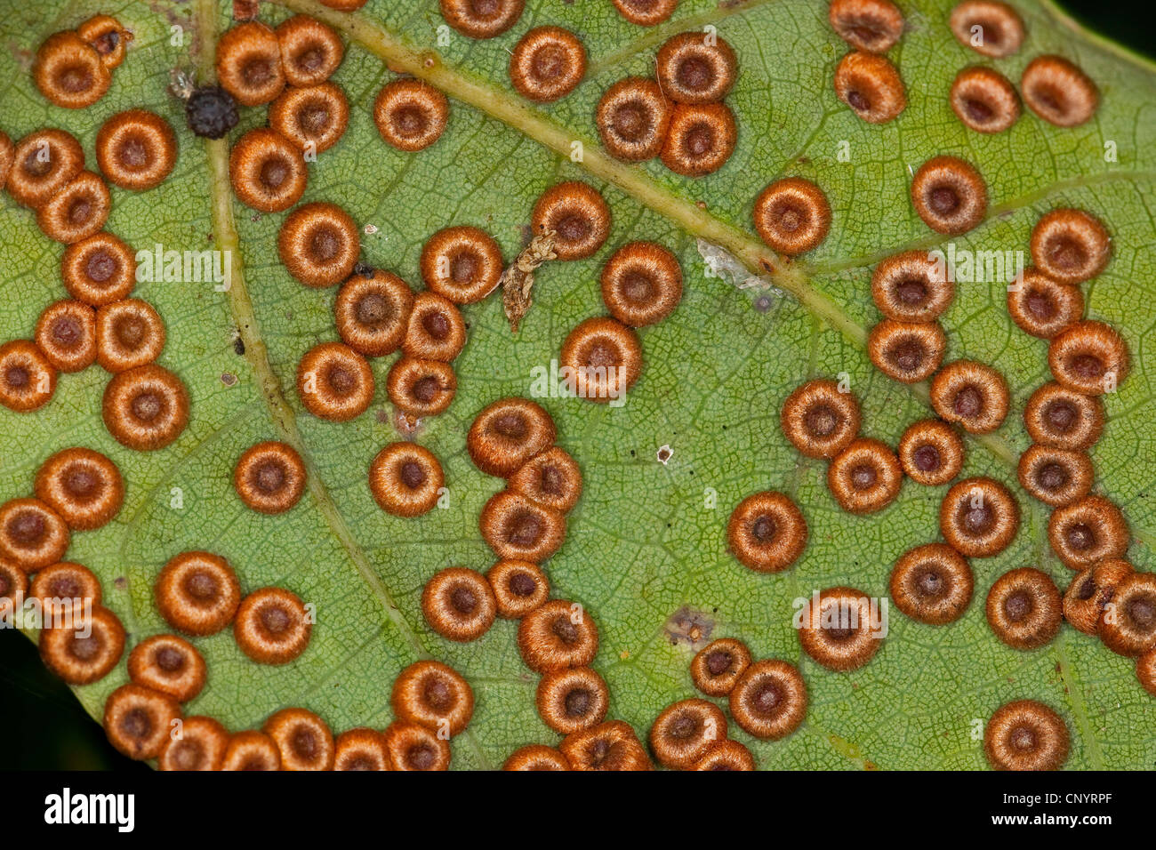 Eichenblatt Blister-Gall Cynipid Wespe, Oakleaf-Silkbutton-Spanglegall-Cynipid-Wespe, Seide Taste Zinkblume Gall (Neuroterus Numismalis), Harzgallen auf der Unterseite von einem Eichenblatt, Deutschland Stockfoto