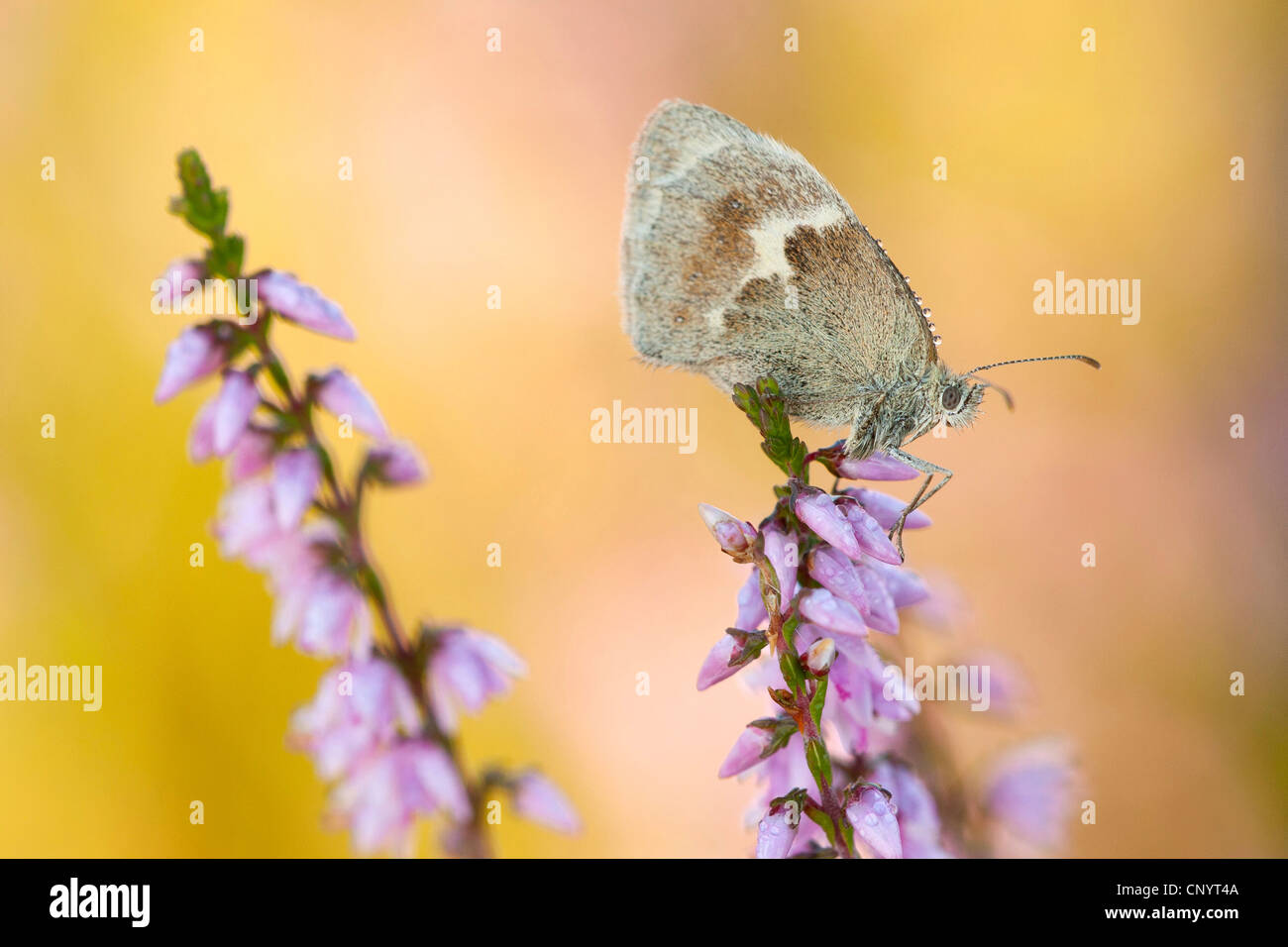 kleine Heide (Coenonympha Pamphilus), sitzen auf Heidekraut, Kleiner Feuerfalter Stockfoto