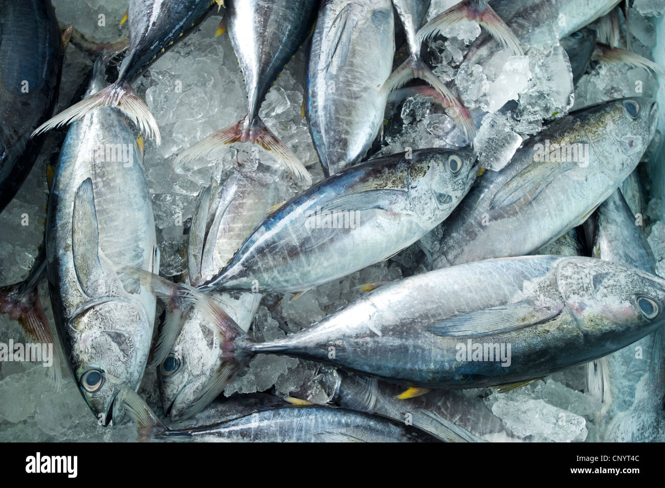 Yellow Fin Tuna im Galle Fort Fischmarkt Sri Lanka Stockfoto