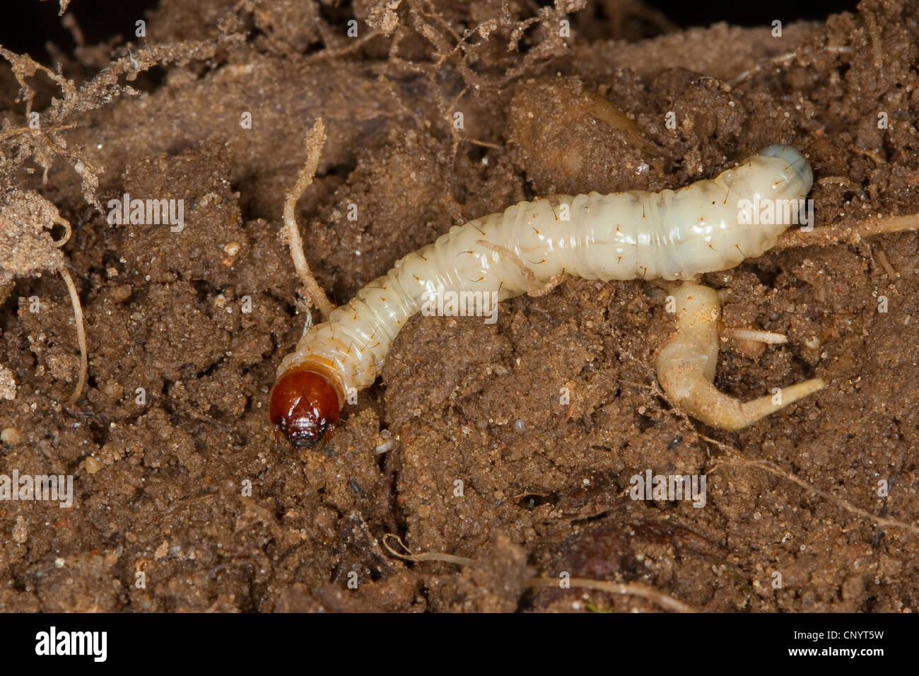 rasche Motten (Hepialidae), Raupe im Boden, Deutschland Stockfoto