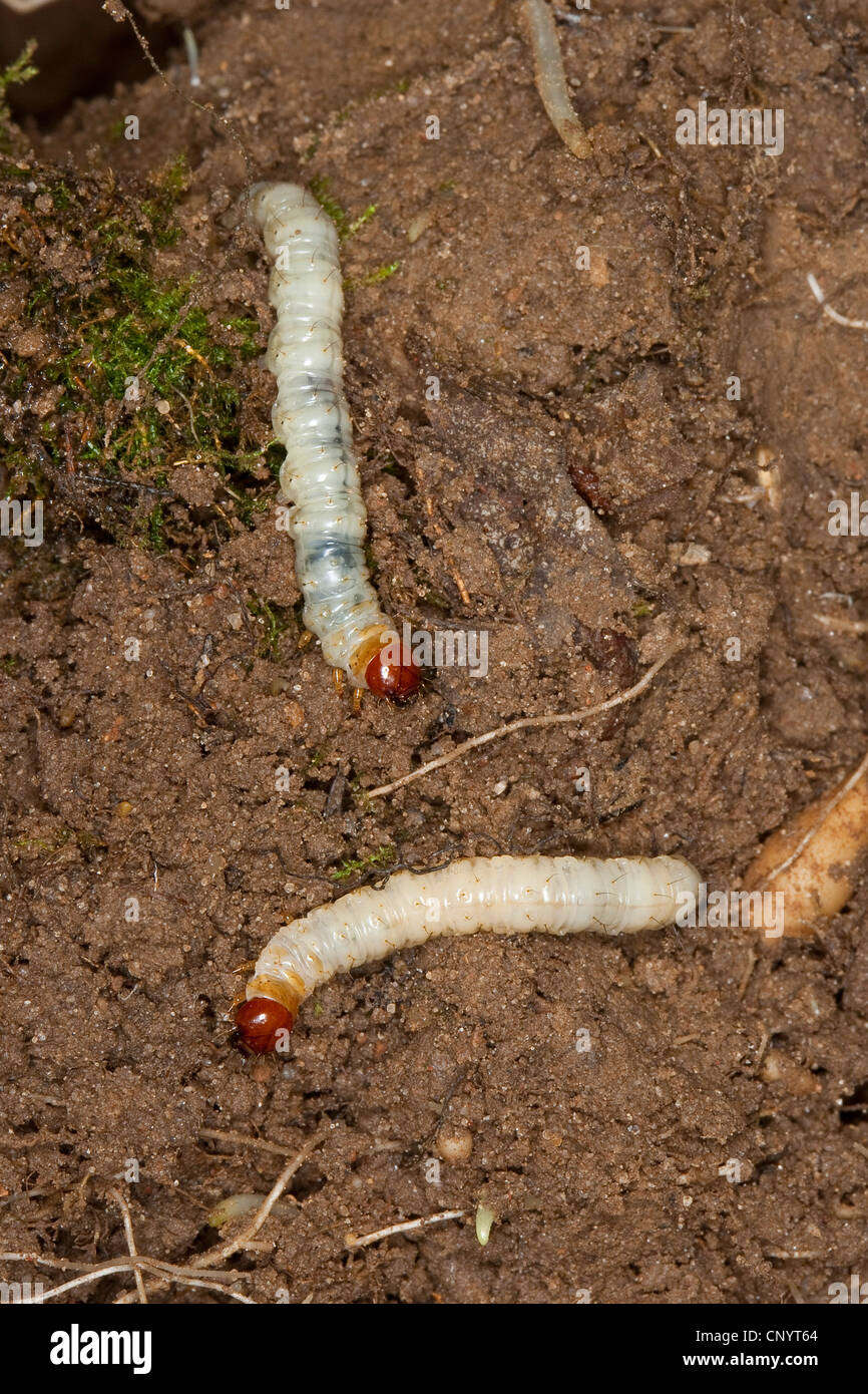 rasche Motten (Hepialidae), Raupe im Boden, Deutschland Stockfoto