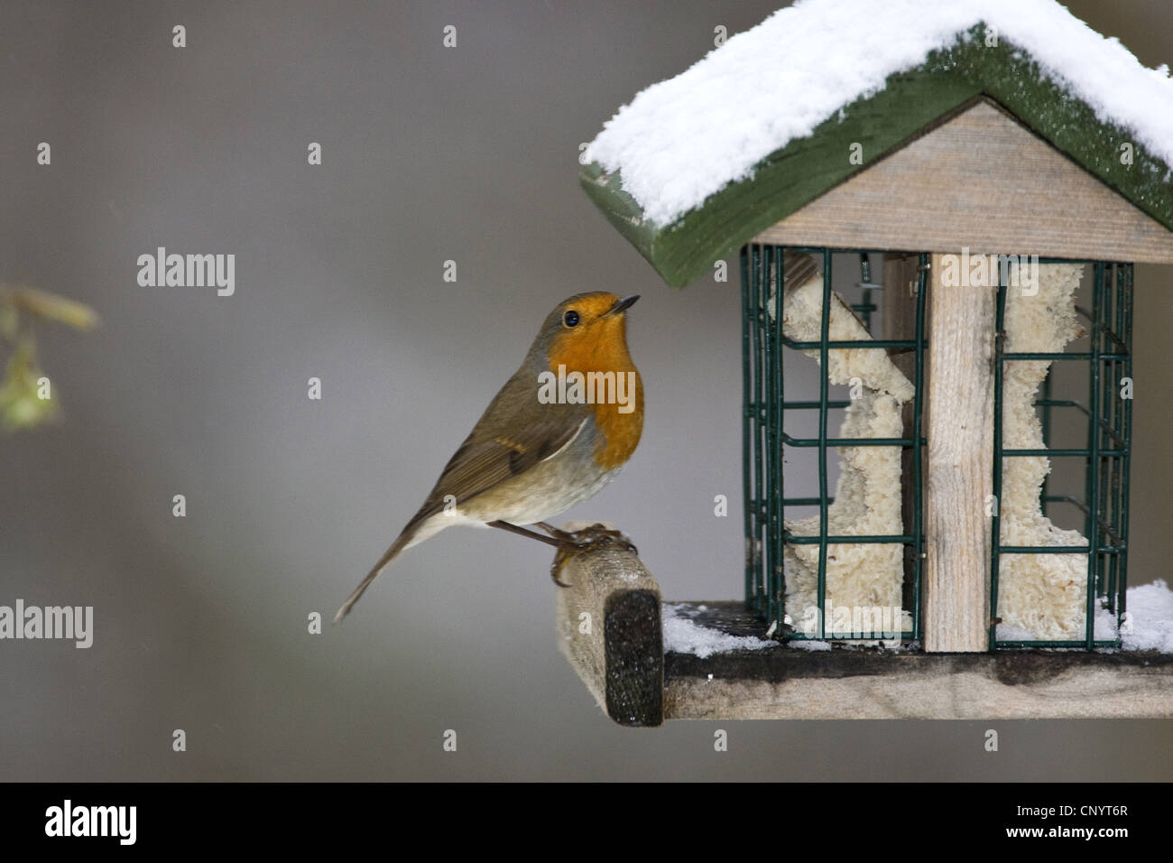 Rotkehlchen (Erithacus Rubecula), an einem Futterplatz, Deutschland Stockfoto