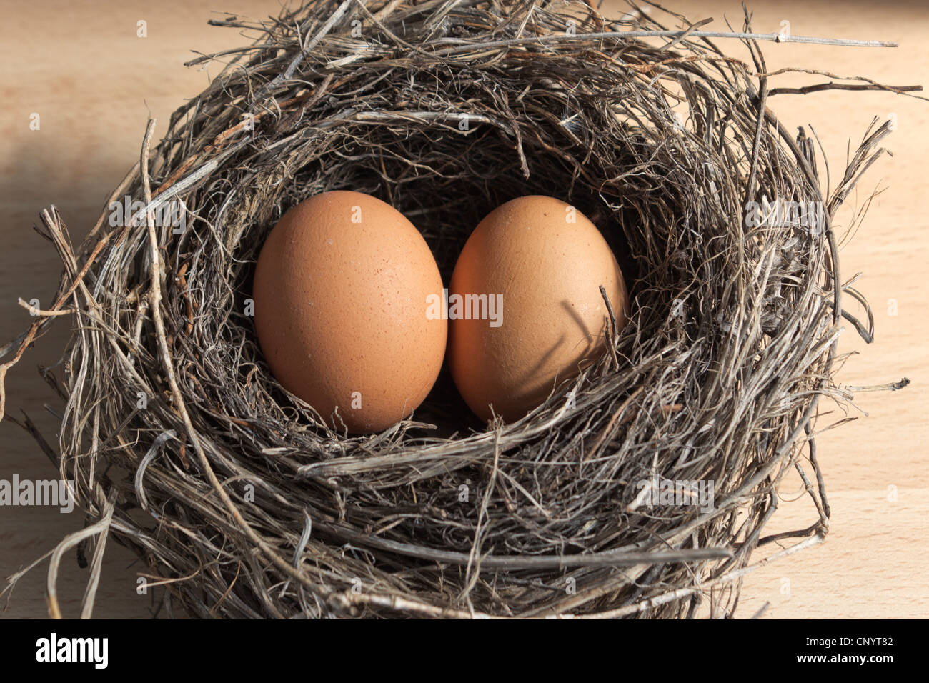 Zwei braune Eiern im Nest des Vogels Stockfoto