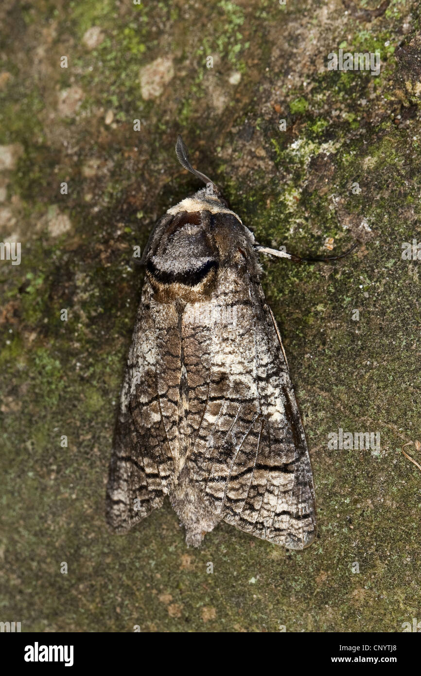 Ziege Moth (Cossus Cossus), sitzen auf Rinde, Deutschland Stockfoto