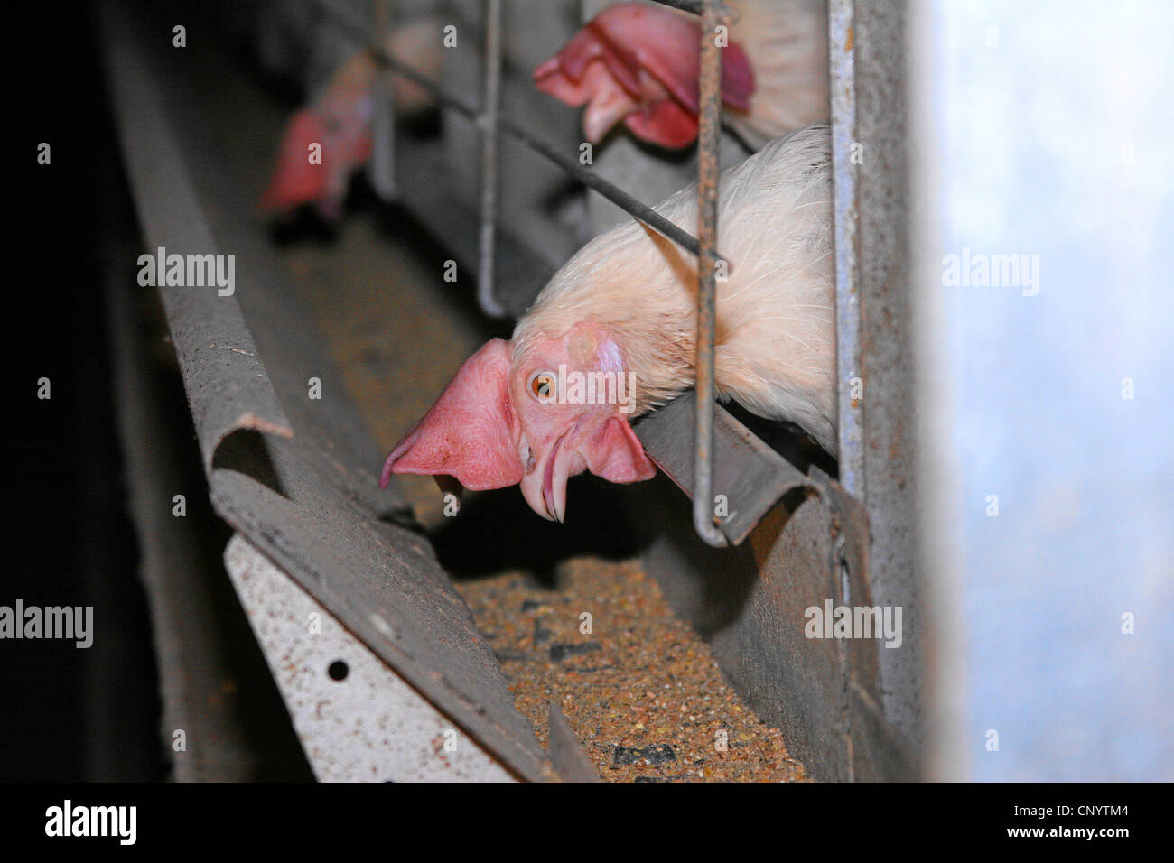Hausgeflügel (Gallus Gallus F. Domestica), Hennen in einer Verlegung Batterie Fütterung aus dem Graben vor ihren Käfigen, Deutschland Stockfoto