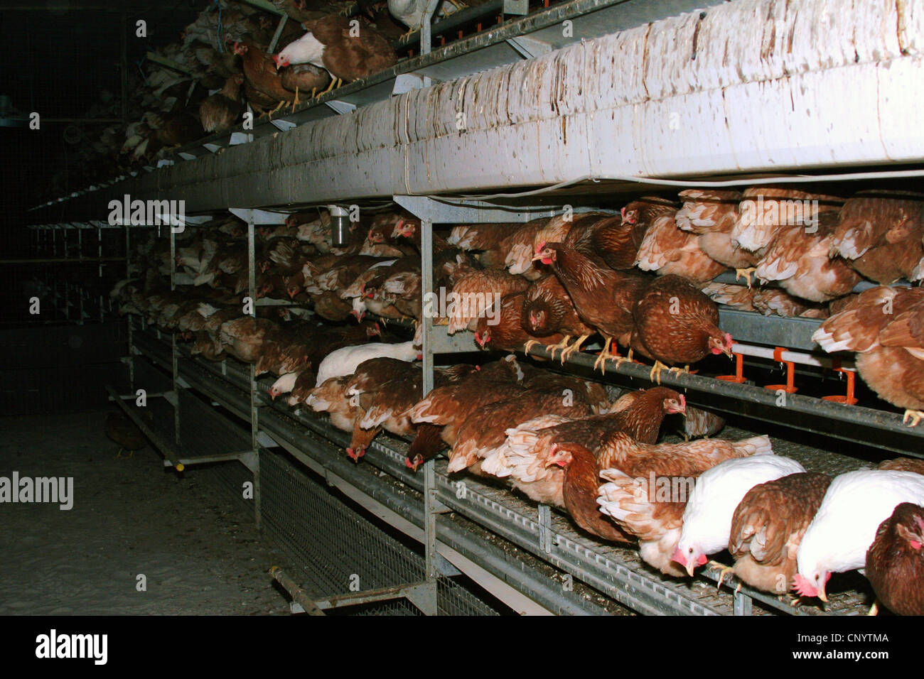 Hausgeflügel (Gallus Gallus F. Domestica), in großer Zahl im freien Lauf in einer Geflügelfarm, Deutschland Stockfoto