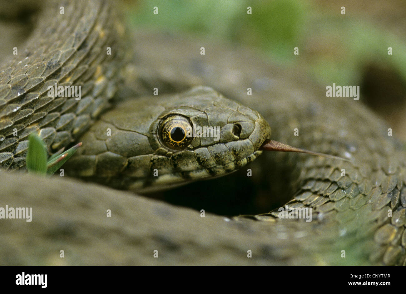 Würfel-Schlange (Natrix Tessellata), Porträt, Deutschland Stockfoto