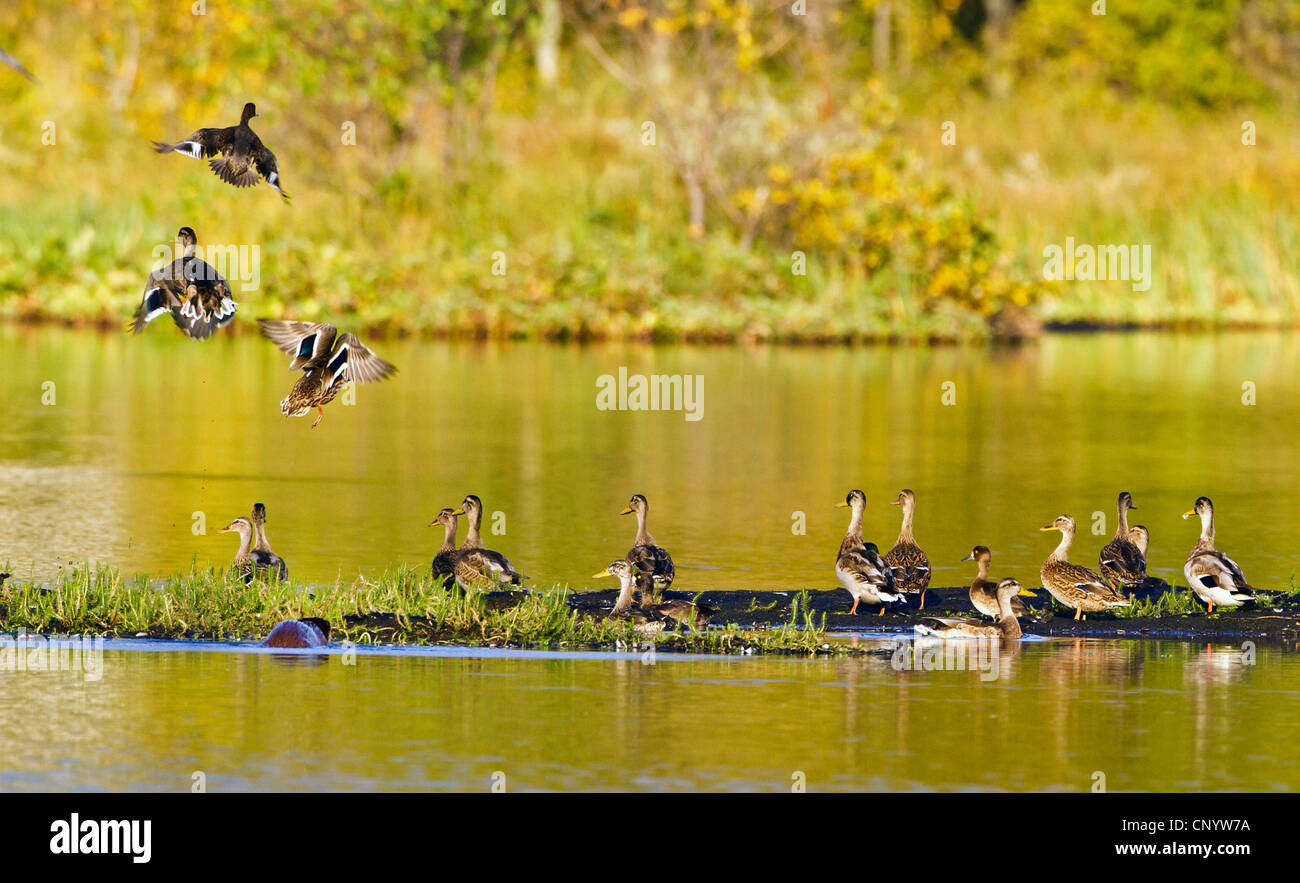 Europäischen Fischotter, europäischer Fischotter, eurasische Fischotter (Lutra Lutra), Otter und Stockenten auf einem See, Norwegen, Troms, Tromsoe Stockfoto