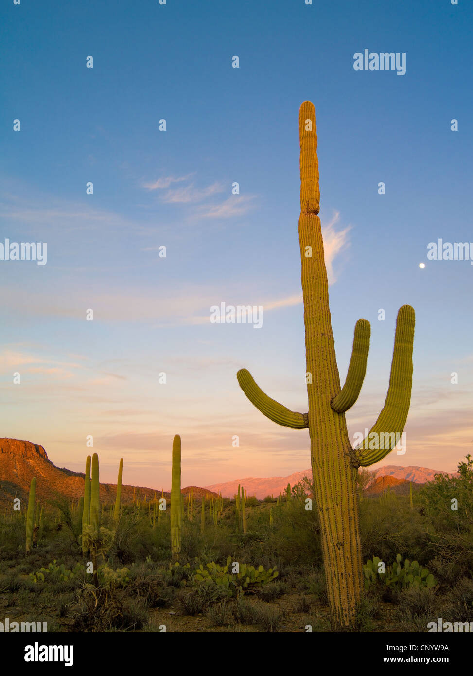 Mondaufgang bei Sonnenuntergang im Saguaro National Park West, Tucson, Arizona Stockfoto