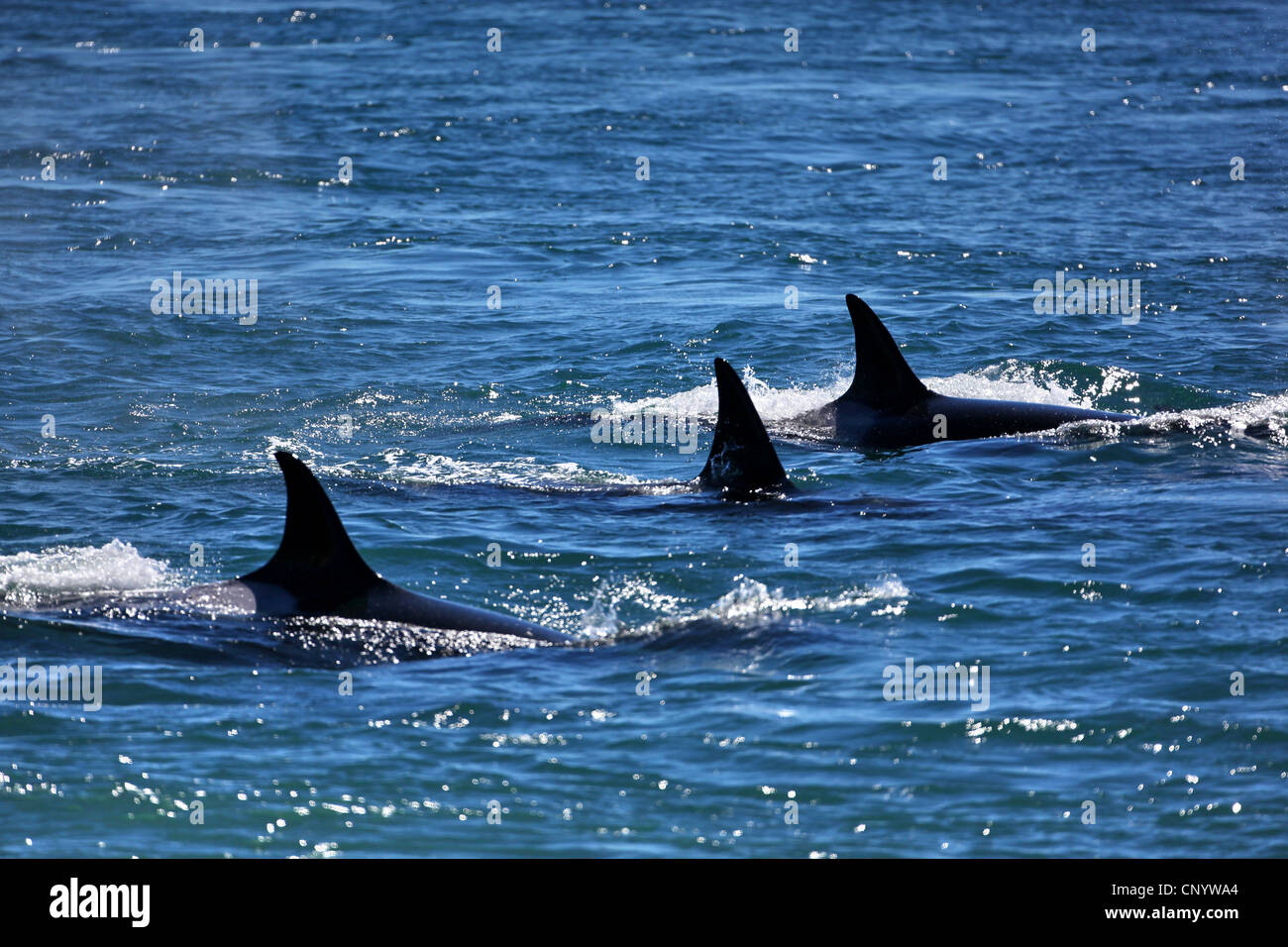Orca, großer Schwertwal, Grampus (Orcinus Orca), patrouillieren, Argentinien, Halbinsel Valdés Stockfoto