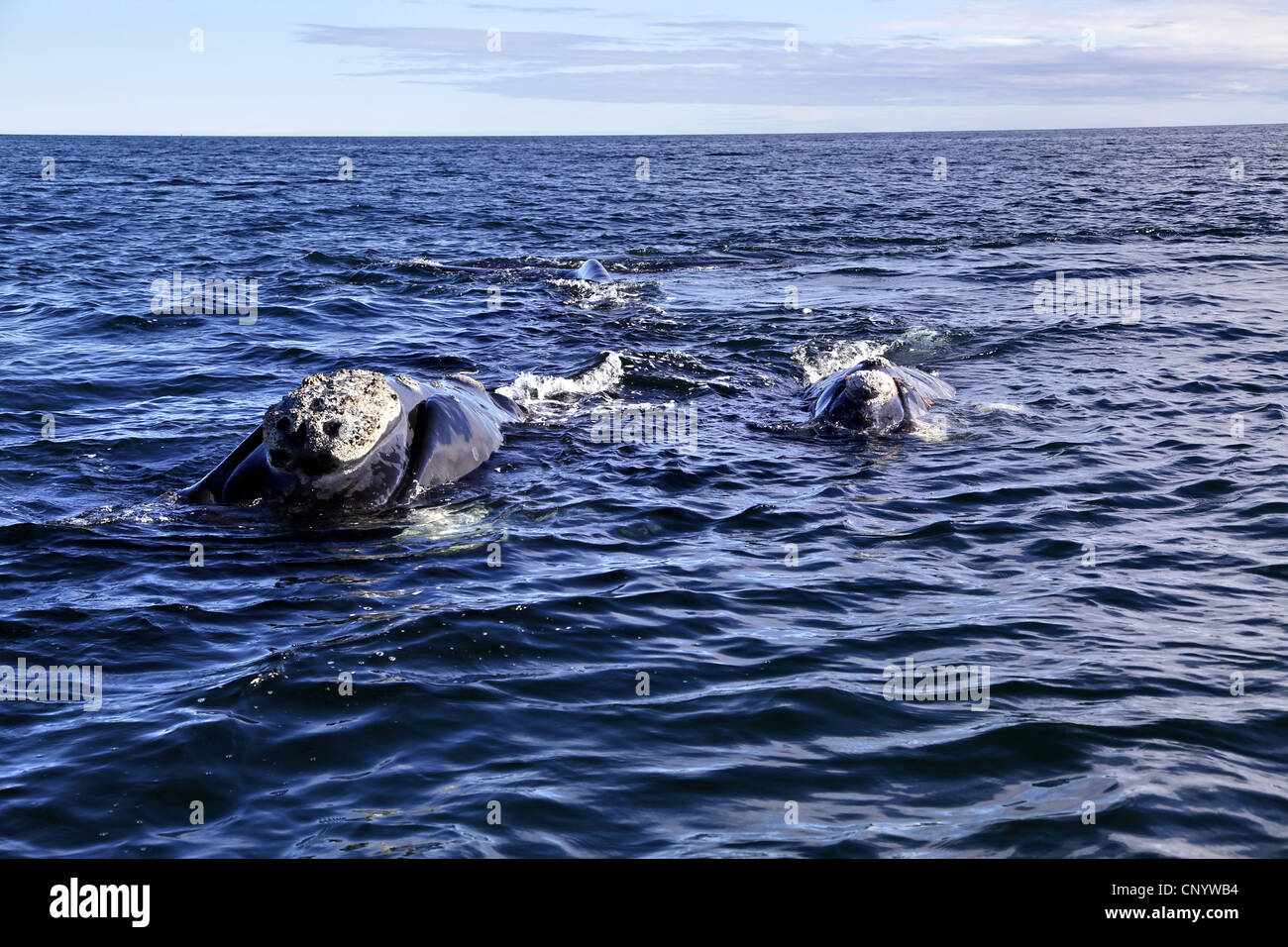 südlichen Glattwal (Eubalaena Australis, Balaena Cyclopoida Australis), im Meer, Argentinien, Halbinsel Valdés Stockfoto