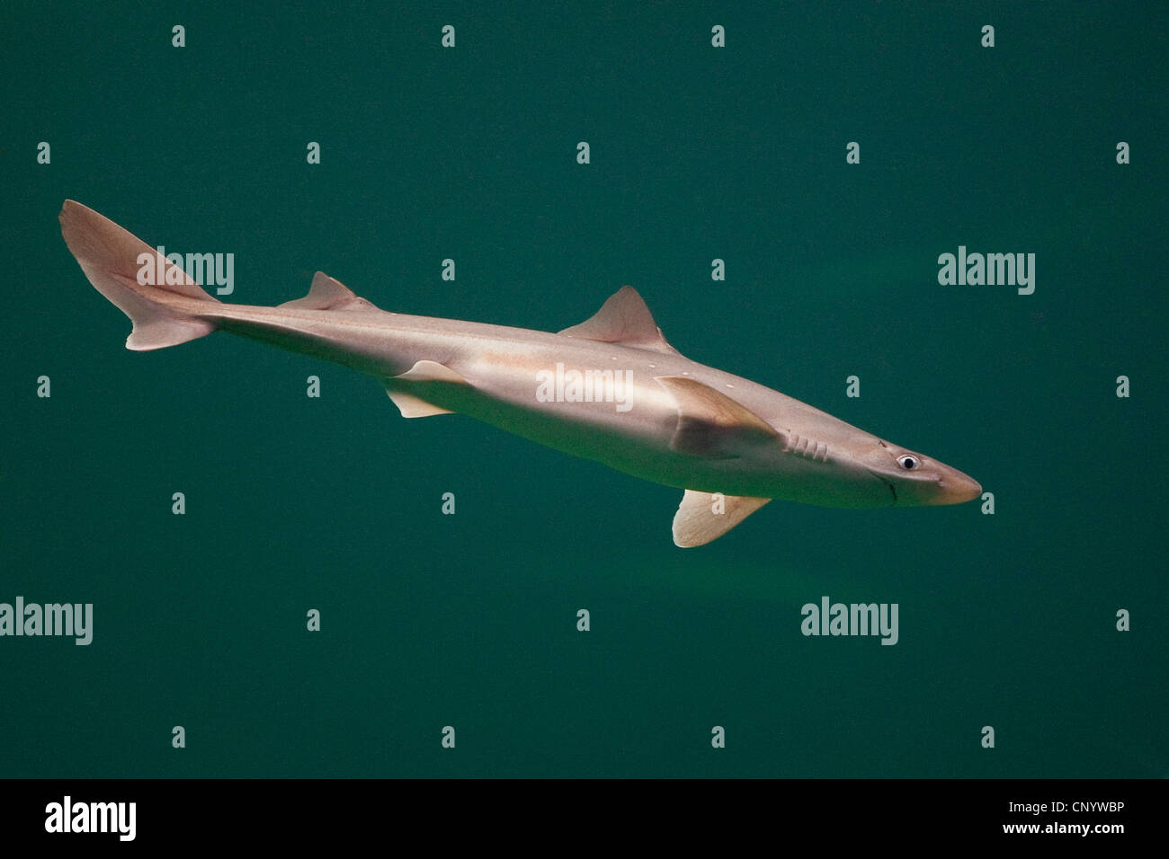 Gemeinsamen Dornhai, gefleckte Dornhai, kommissioniert Katzenhai