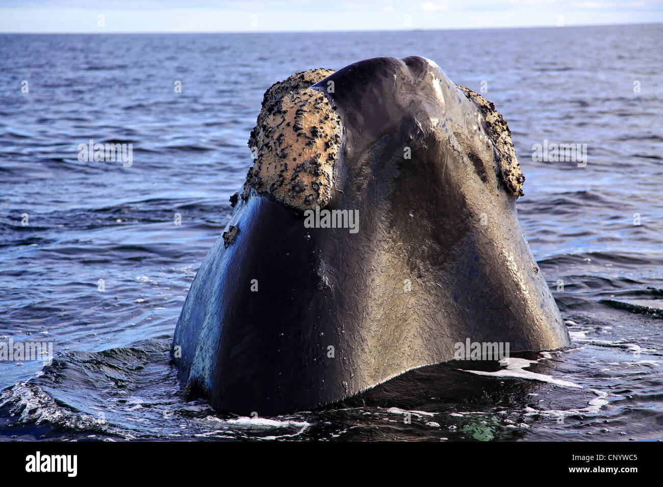 südlichen Glattwal (Eubalaena Australis, Balaena Cyclopoida Australis), im Atlantik Meer, Argentinien, Halbinsel Valdés Stockfoto