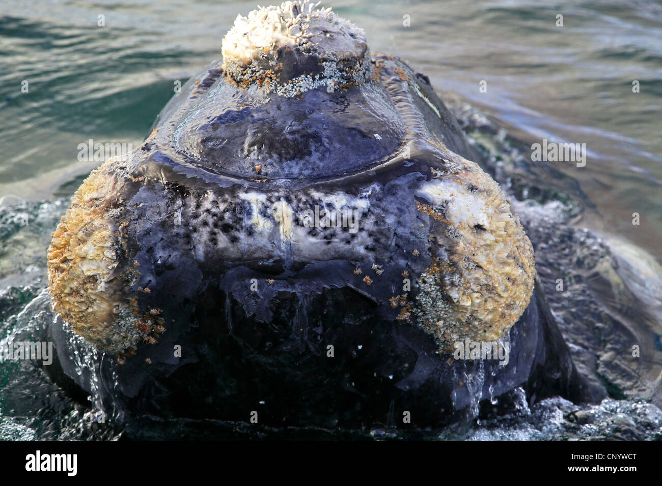 südlichen Glattwal (Eubalaena Australis, Balaena Cyclopoida Australis), im Atlantik Meer, Argentinien, Halbinsel Valdés Stockfoto