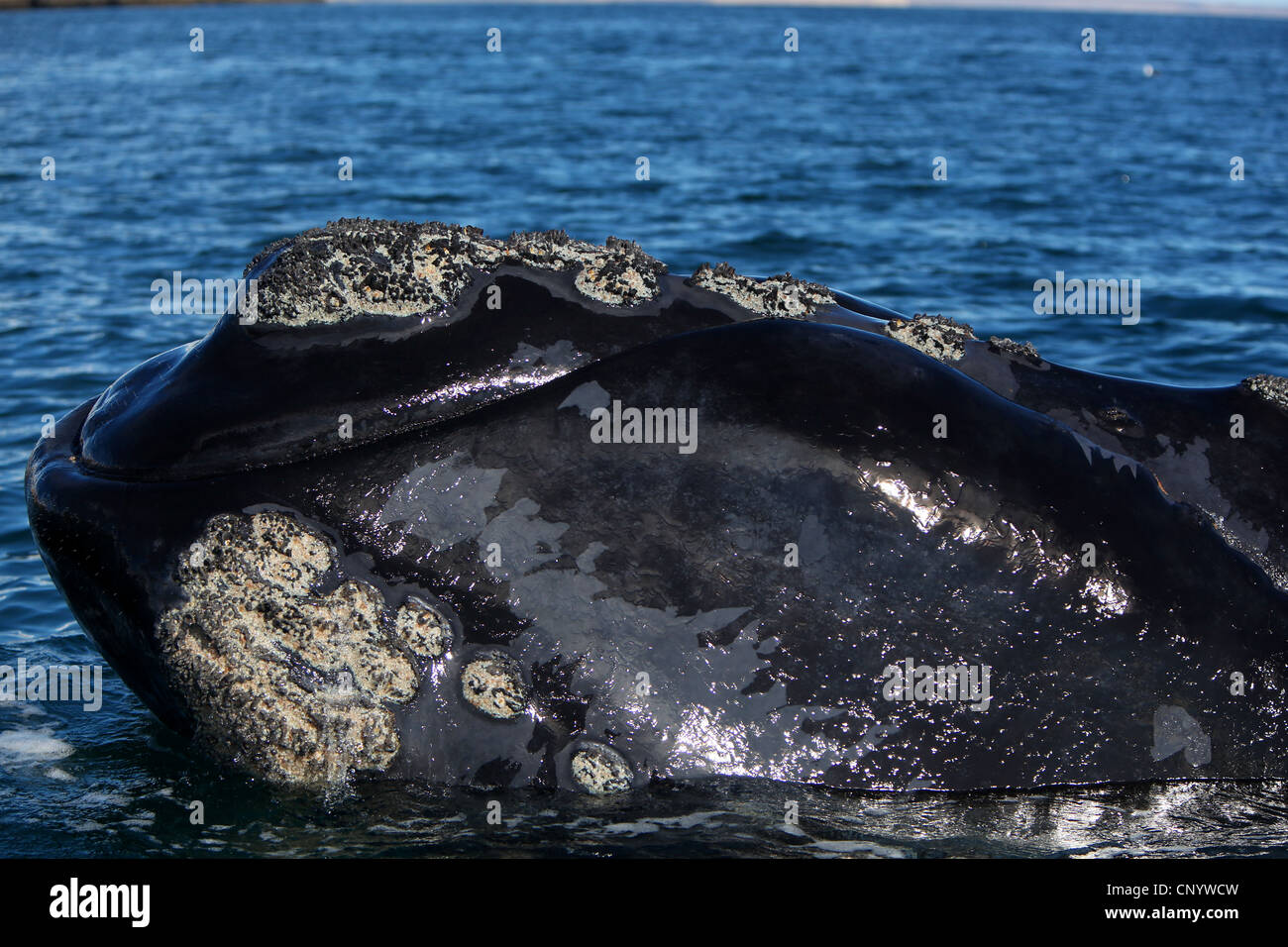 südlichen Glattwal (Eubalaena Australis, Balaena Cyclopoida Australis), im Atlantik Meer, Argentinien, Halbinsel Valdés Stockfoto