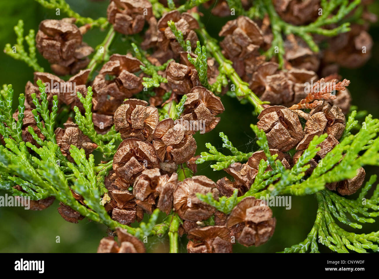 Japanischer Zypresse, Hinoki Zypresse, Hinoki (Chamaecyparis Obtusa), Zweig mit Zapfen Stockfoto