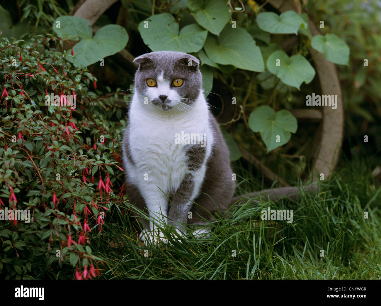 Scottish Fold (Felis Silvestris F. Catus) im Garten Stockfoto