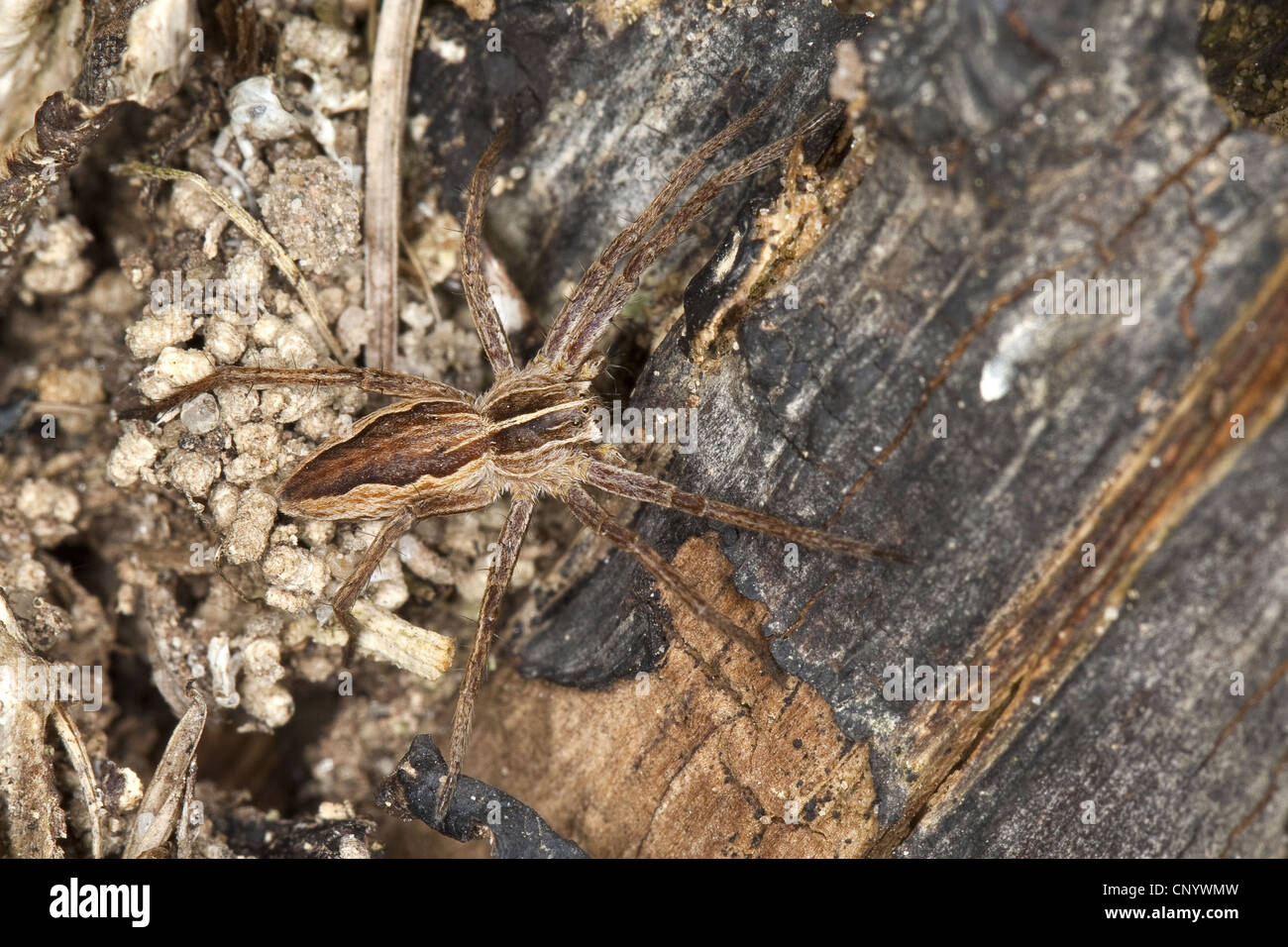 Baumschule Web Spider, fantastische Fischerei Spinne (Pisaura Mirabilis), sitzt, Deutschland Stockfoto
