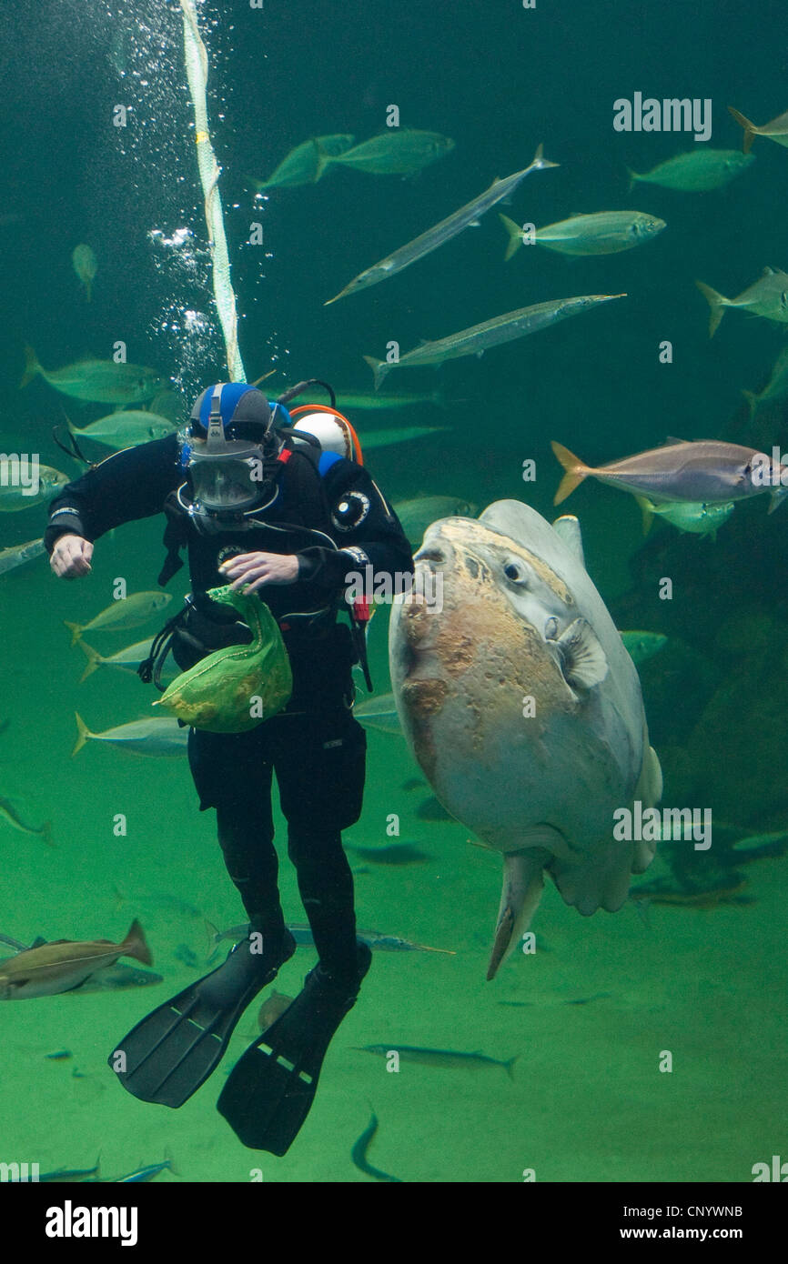 Mondfisch (Mola Mola), Fische füttern Taucher in einem riesigen Aquarium Stockfoto