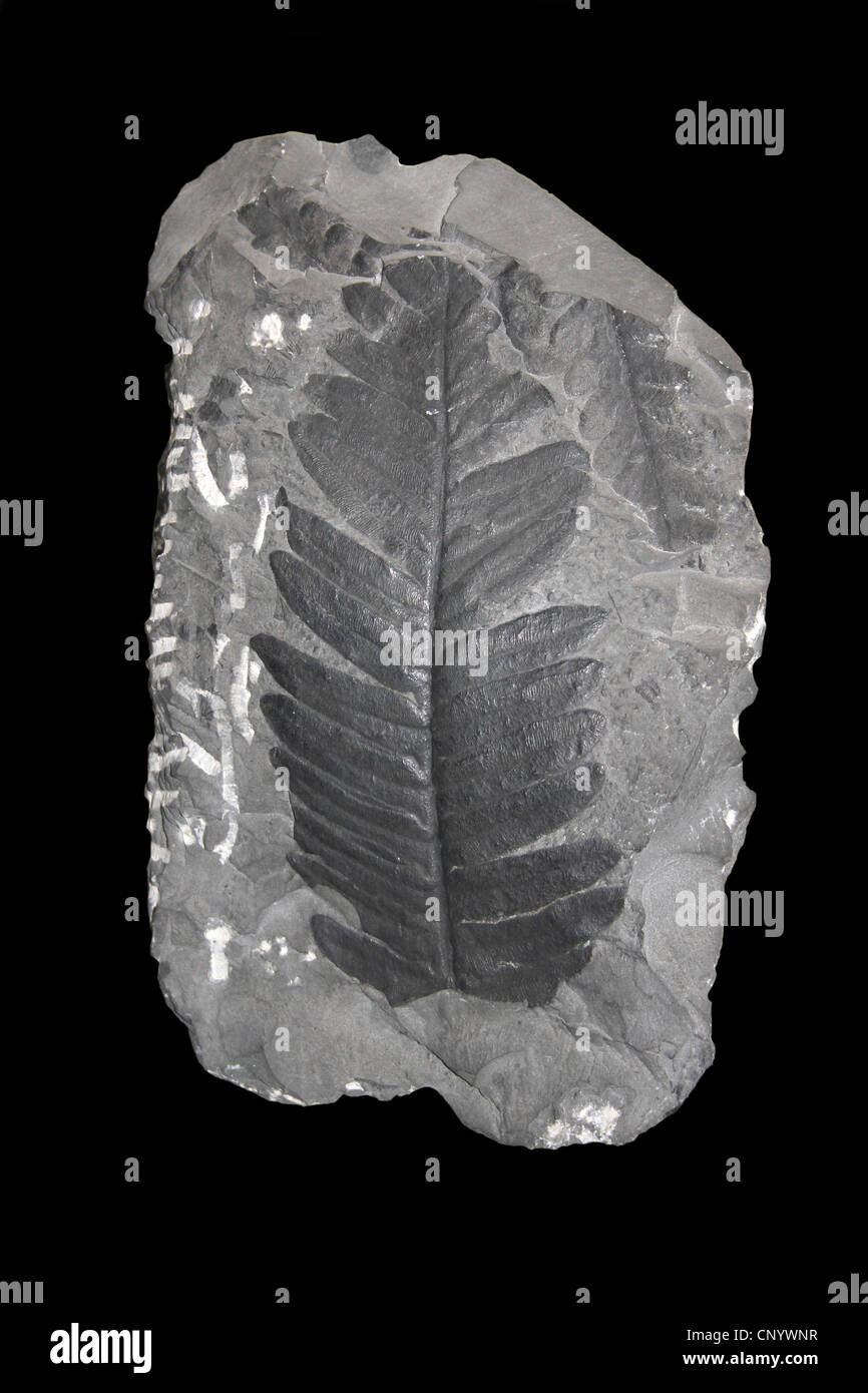 Pteridosperm fossilen oberen Karbon Lancashire, UK Stockfoto