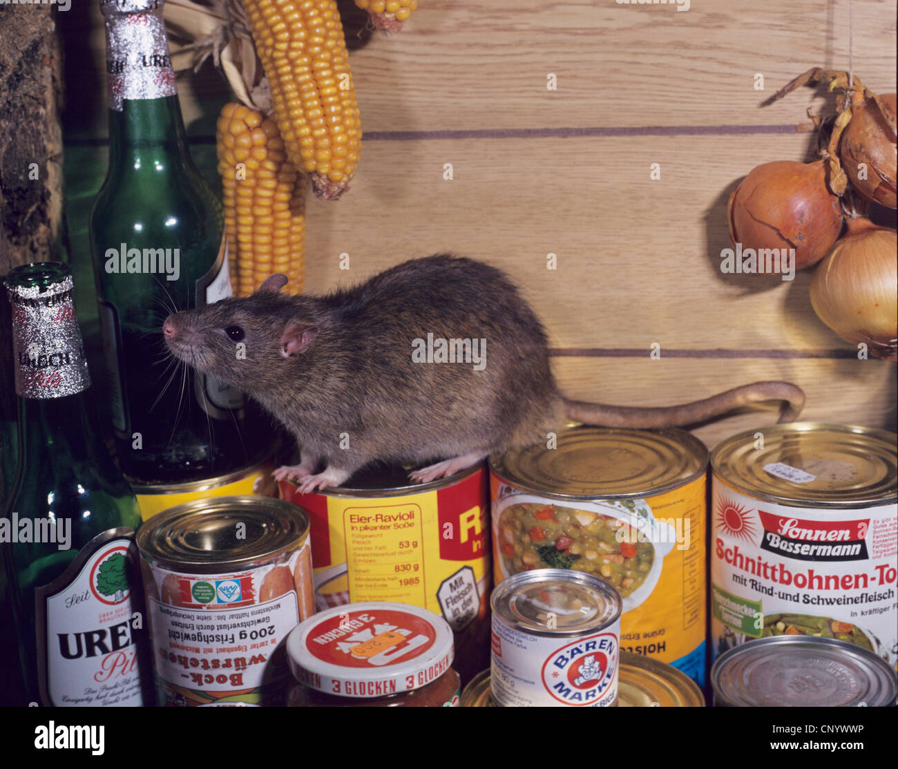 Braune Ratte, gemeinsame braune Ratte, Norwegen Ratte, gemeinsame Ratte (Rattus Norvegicus), sitzen auf Blechdosen, Deutschland Stockfoto
