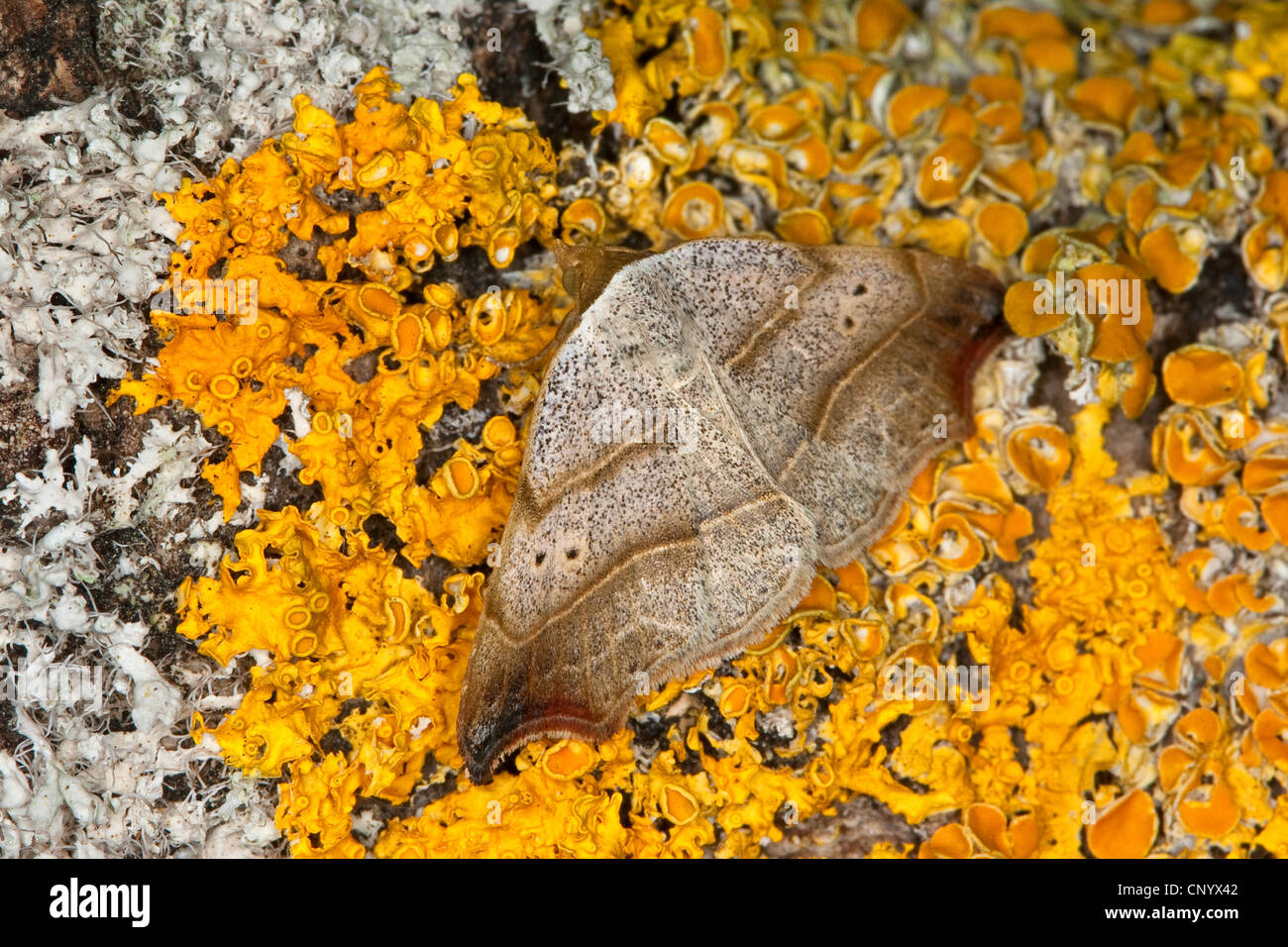 schönen Haken-Tip (Laspeyria Flexula), sitzt auf einem orangefarbenen Flechten, Deutschland Stockfoto
