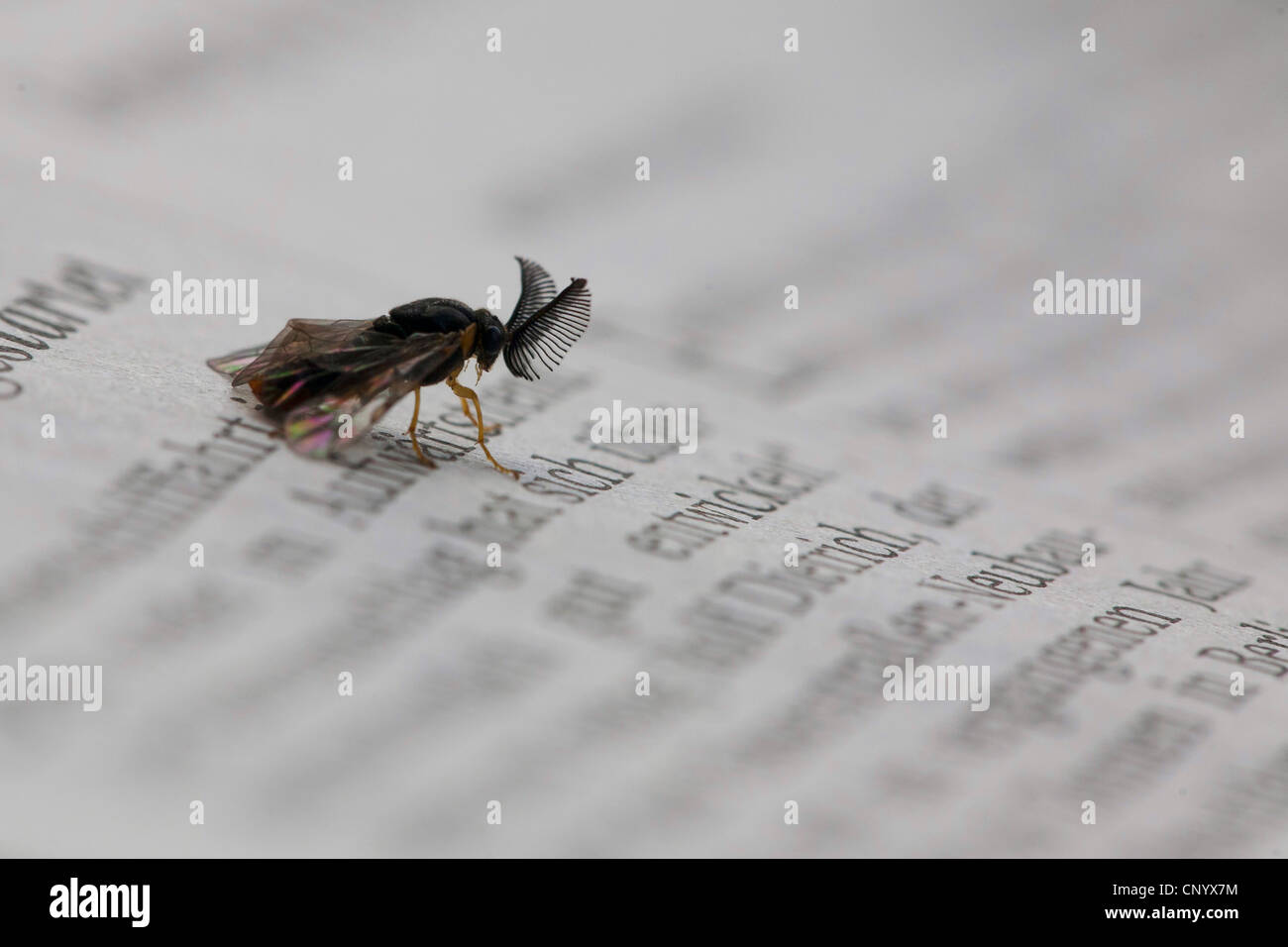 Fuchs-farbige Blattwespen, weniger Pinien-Blattwespen, kleine Kiefer Blattwespen, Europäische Kiefer Blattwespen (Neodiprion Sertifer), sitzen auf einer Zeitung, Deutschland, Brandenburg Stockfoto