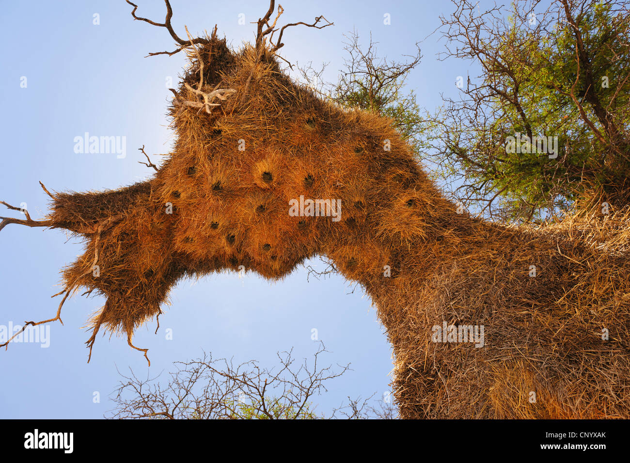 Nester der gesellig Webervogel (Philetairus Socius) in einem Baum in der Kalahari. Namibia Stockfoto