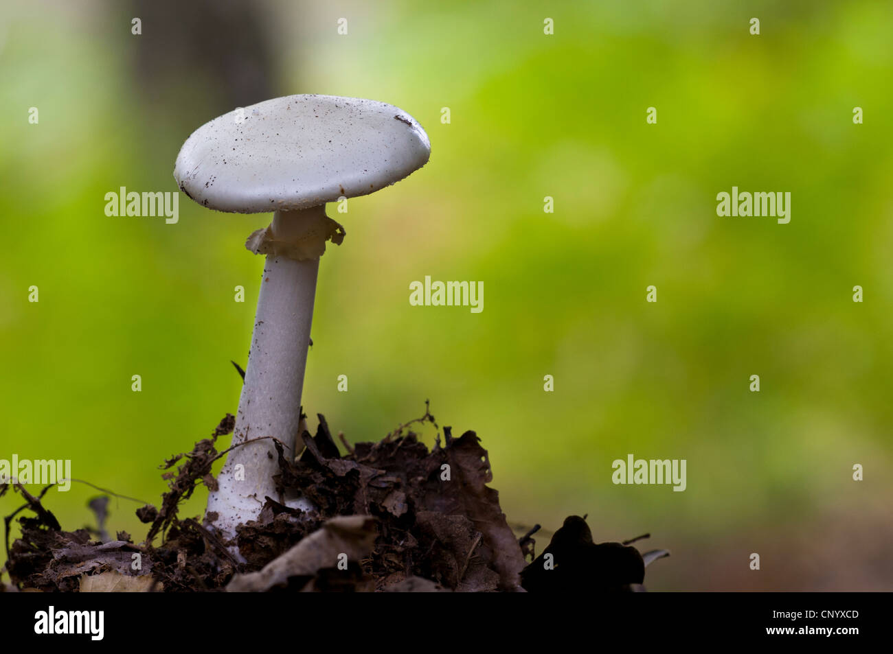 Eine falsche Deathcap Pilze (Amanita Citrina) wachsen in Laubstreu in Laubwald, Clumber Park, Nottinghamshire. Oktober. Stockfoto