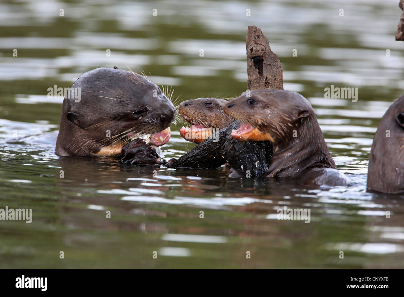 Riesenotter (Pteronura Brasiliensis), Erwachsenen und jungen, Brasilien Stockfoto