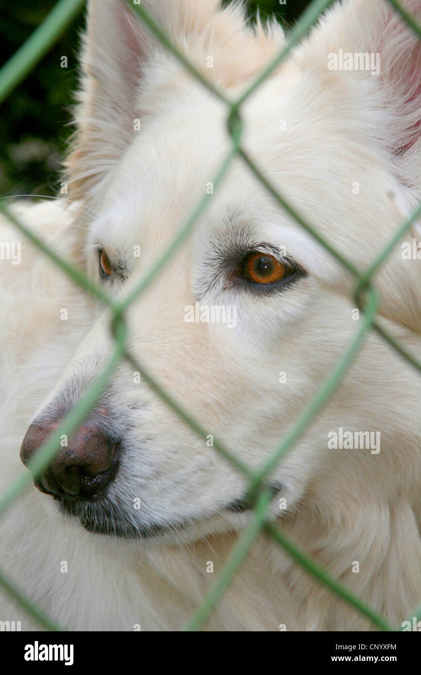 Eingesperrter Hund Stockfotos und bilder Kaufen Alamy