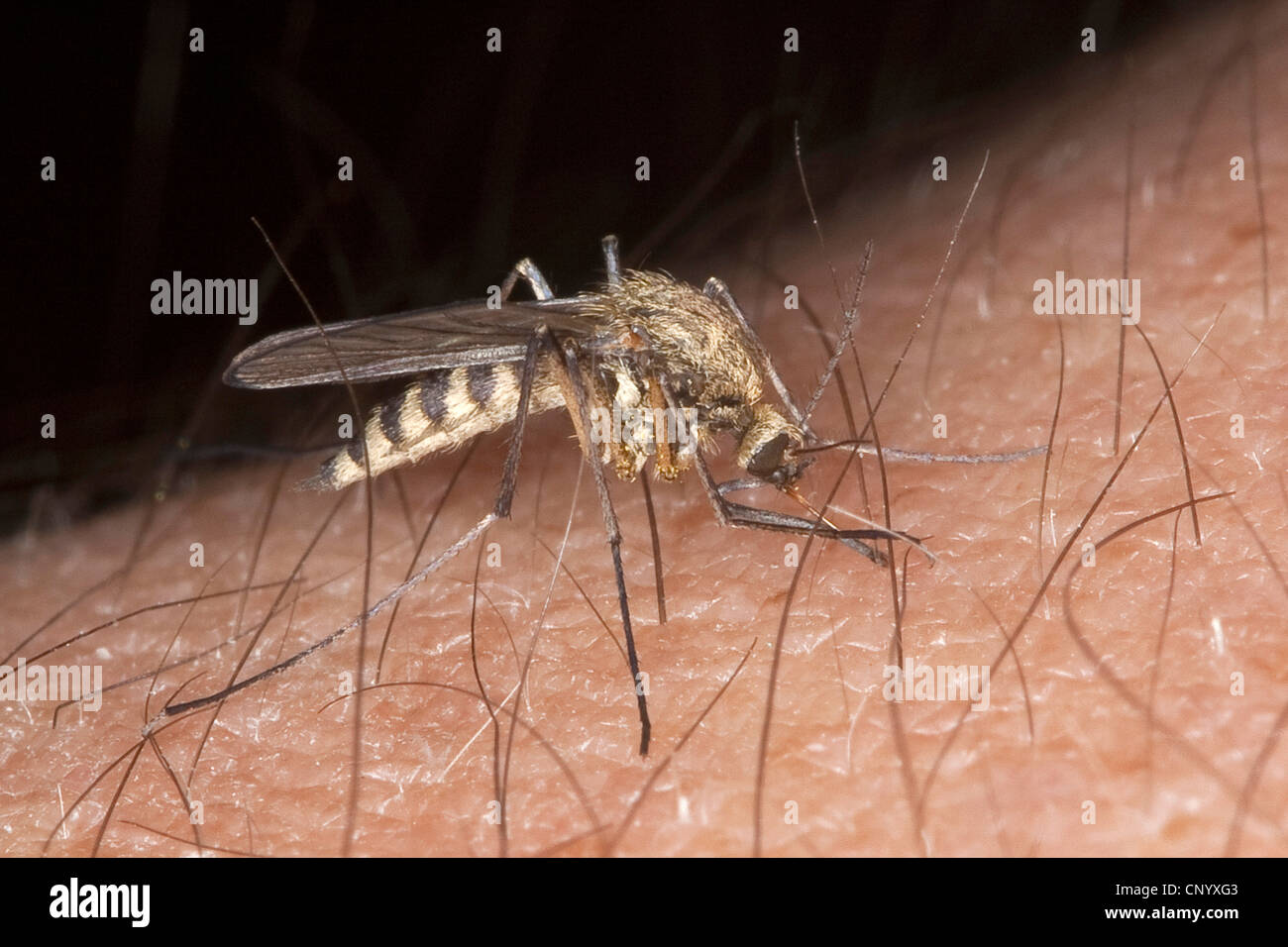 Mücke, Mücke (Aedes spec, Ochlerotatus Spez.), Weiblich, saugen Blut von einem menschlichen Arm, Deutschland Stockfoto