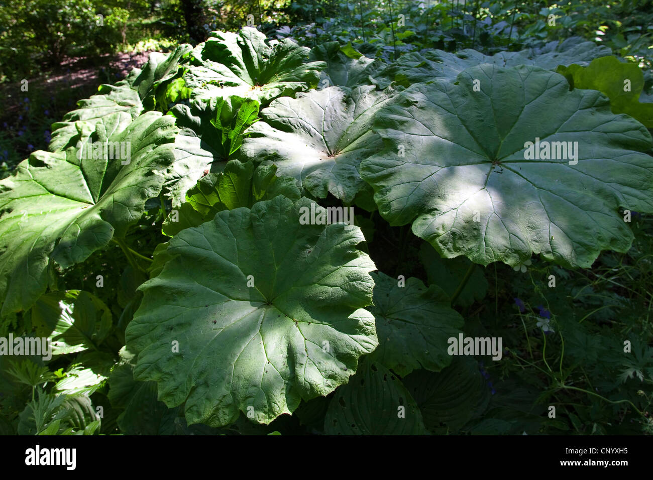 Shieldleaf, Schild-Blatt (Astilboides Tabularis), Blätter, saxifraga Stockfoto