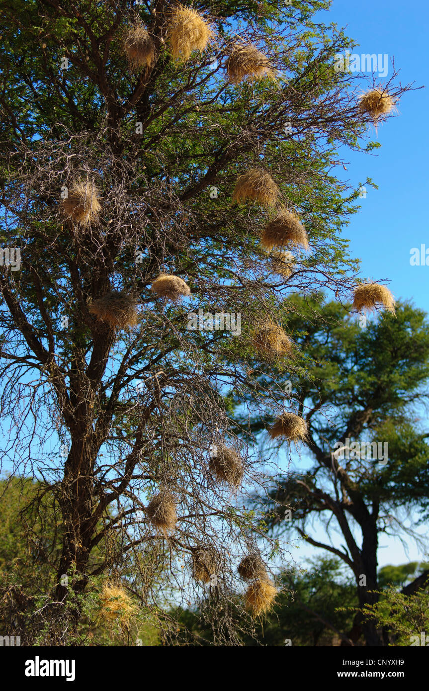 Nester von Webervögeln in einem Baum in der Kalahari. Namibia Stockfoto