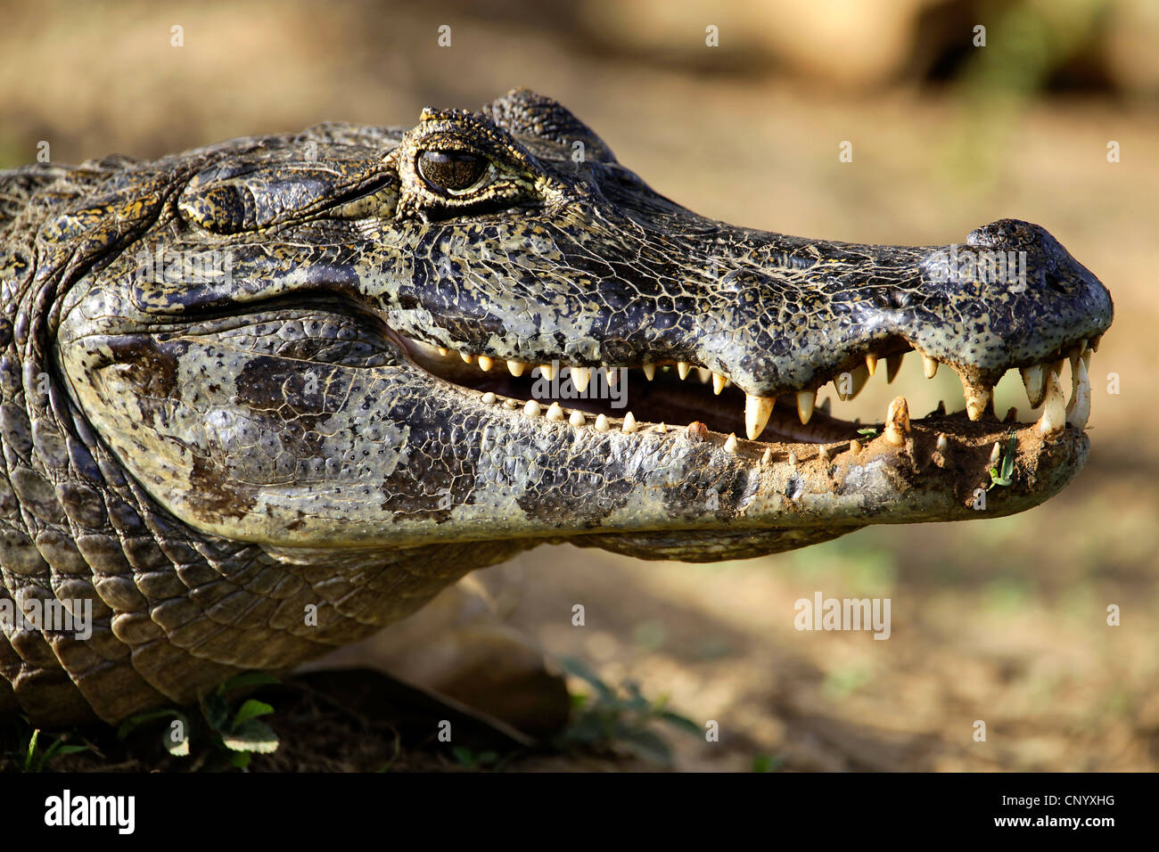 Paraguay Kaiman (Caiman Yacare, Caiman Crocodilus Yacare), Porträt, Brasilien Stockfoto