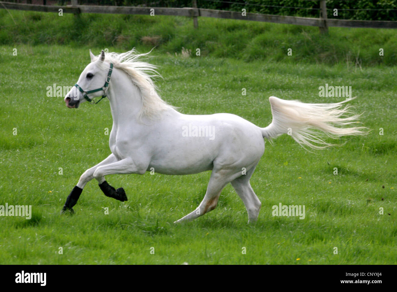 Arabisches Vollblut, Pure-bred arabische Pferd (Equus Przewalskii F. Caballus), läuft freudig auf Koppel, Deutschland, Nordrhein-Westfalen Stockfoto