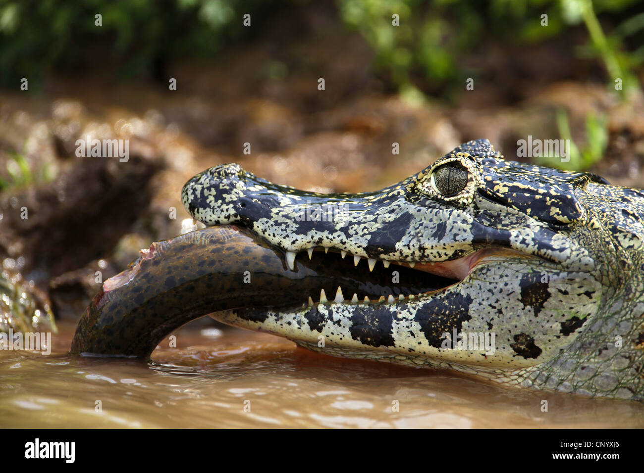 Paraguay Kaiman (Caiman Yacare, Caiman Crocodilus Yacare) mit Beute, Brasilien Stockfoto