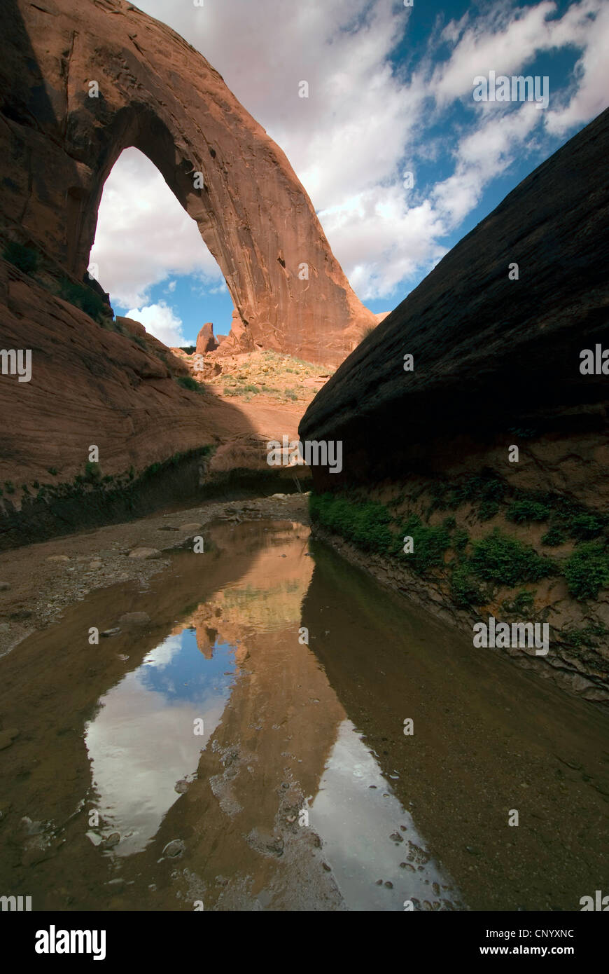 Broken Bow Arch dominiert Willow Gulch, Grand Staircase Escalante National Monument, Utah Stockfoto