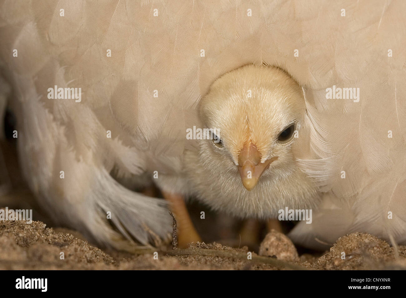 Bantam (Gallus Gallus F. Domestica), Küken unter Henne Gefieder, Deutschland Stockfoto