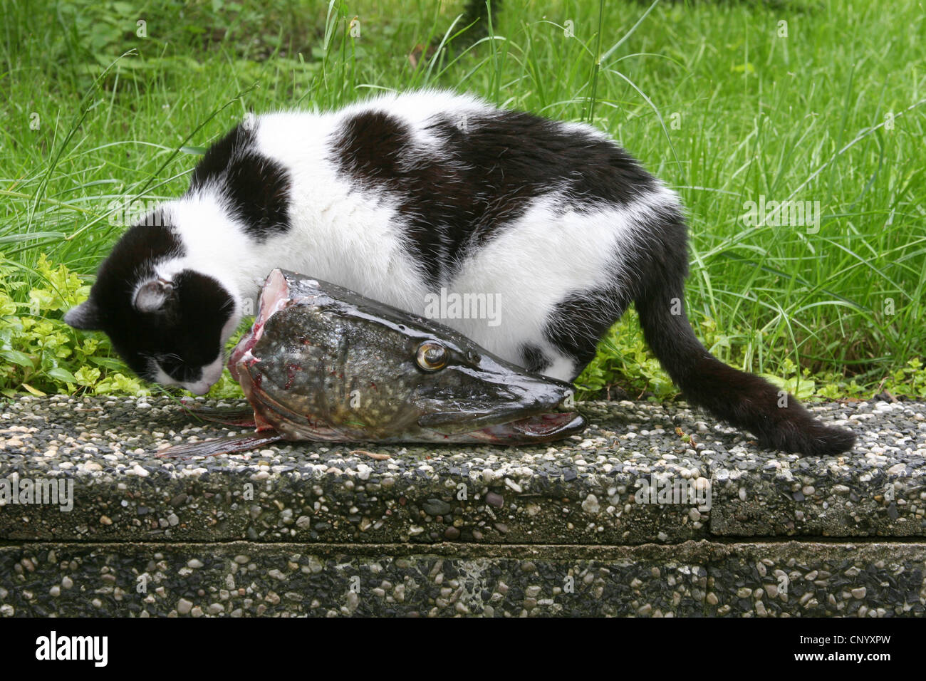 Hauskatze, Hauskatze (Felis Silvestris F. Catus), Katze in einem Garten, Fütterung auf Pikes Kopf, Deutschland, Nordrhein-Westfalen Stockfoto