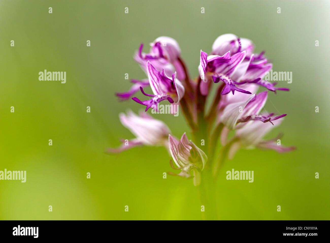 militärische Orchidee (Orchis Militaris), Blütenstand, Deutschland Stockfoto
