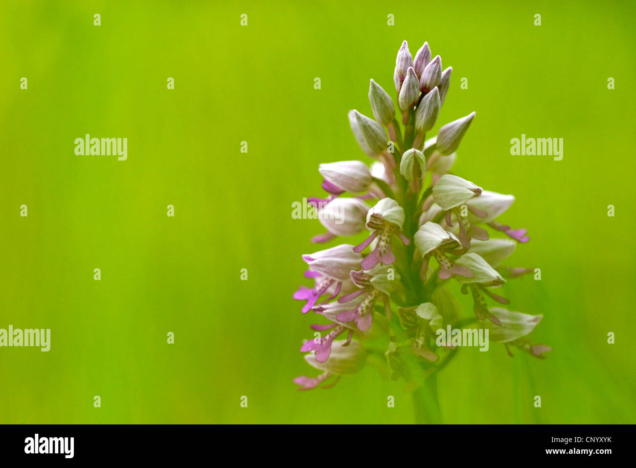 militärische Orchidee (Orchis Militaris), Blütenstand, Deutschland Stockfoto