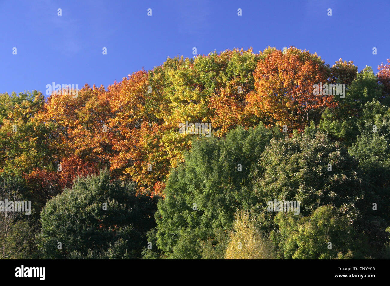 Mischwald im Herbst in Bochum-Dahlhausen, Deutschland, Nordrhein-Westfalen, Ruhrgebiet, Bochum Stockfoto