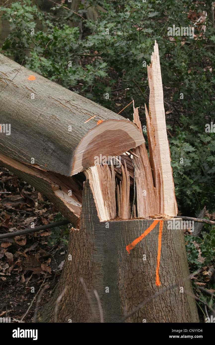 Rotbuche (Fagus Sylvatica), Log, Deutschland, Nordrhein-Westfalen Stockfoto