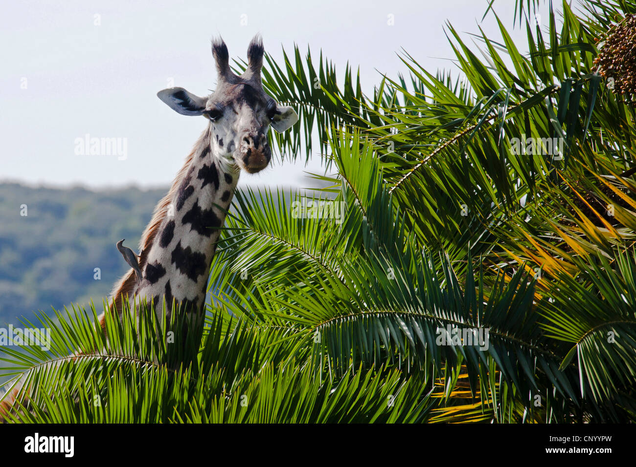 Giraffe (Giraffa Plancius), Oxpecker am Hals einer Giraffe, Tansania Stockfoto