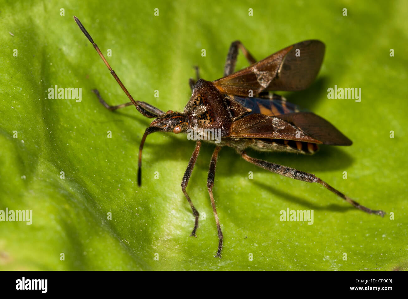 Eine westliche Nadelbaum-Seedbug (Leptoglossus Occidentalis) ruht auf einem Blatt mit seiner Flügel Fälle öffnen, zur Vorbereitung Flug. Stockfoto