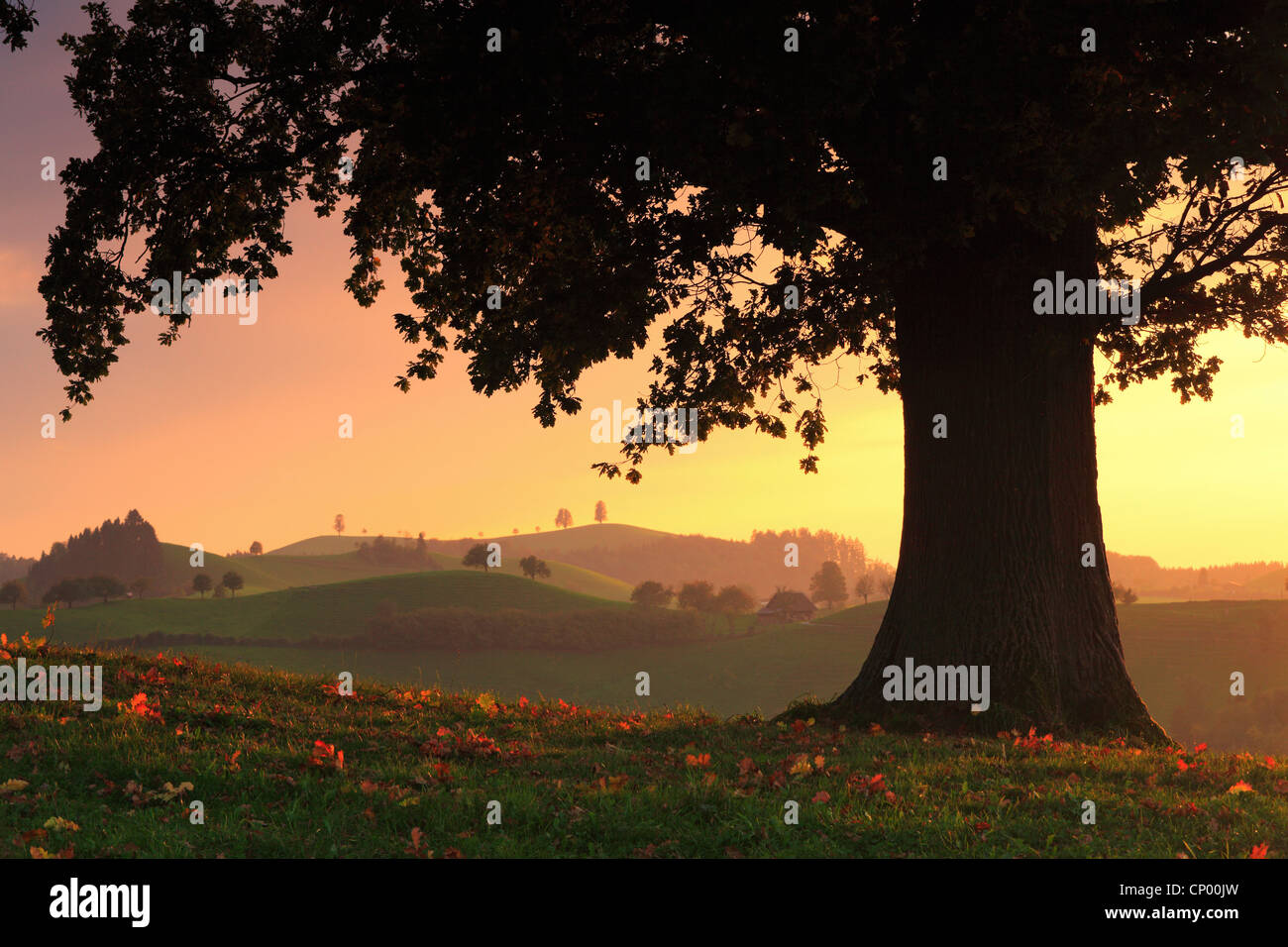 ruhigen Wiesen und Hügel Landschaft am Hirzel Pass bei Sonnenuntergang, Schweiz, Zürich Stockfoto