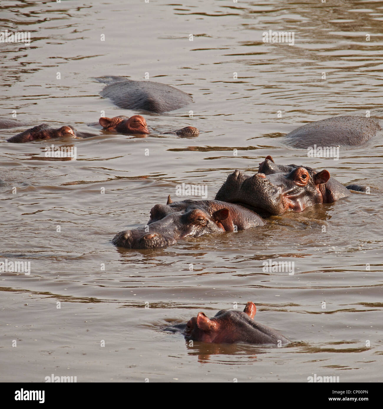 Nilpferd, Nilpferd, gemeinsame Flusspferd (Hippopotamus Amphibius), Flusspferde in ein Wasserloch, Tansania Stockfoto